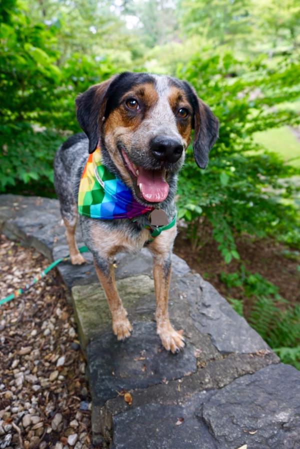 /Images/uploads/Humane Rescue Alliance/HRACalendarPhotoContest/entries/8351thumb.jpg
